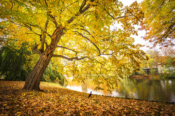 Duże piękne drzewo w miejskim parku jesienią. Złota Polska jesień w łazienkach Królewskich  - obrazy, fototapety, plakaty