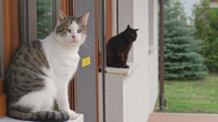  Sleepy Domestic Cat Sitting on Outside Window Sill