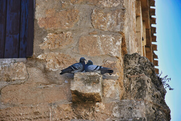Two pigeons perched on the wall of an old Aegean town stone house and getting closer to each other