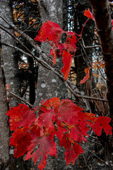 red maple leaves
