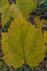 leaves of a tree