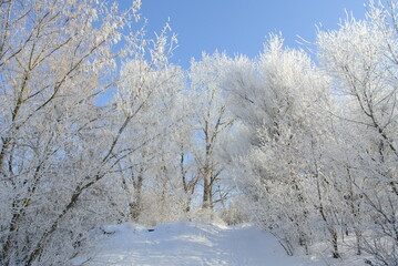 snow covered trees