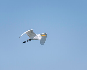 A Great Egret (Ardea alba) flies over the Sepulveda Basin Wildlife  Reserve in Van Nuys, CA.