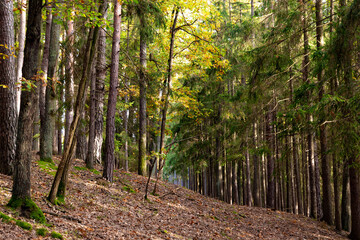 Obraz premium Path in autumn forest. Fall in Europe.