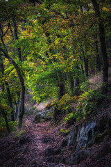 Enchanted Lovely Autumn Forest in the Fall of Saarland in Germany, Europe