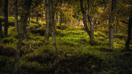 Enchanted Lovely Autumn Forest in the Fall of Saarland in Germany, Europe