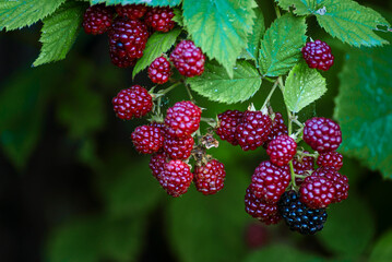 Wild Blackberries growing ripening twig Natural food - fresh garden. Bunch of ripe blackberry fruit - Rubus fruticosus branch with green leaves farm. Close-up, blurred background. field