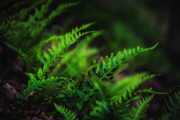 Green Leaves in the Autumn Forest of the Saarland in Germany, Europe in Autumn Fall