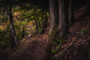 Enchanted Lovely Autumn Forest in the Fall of Saarland in Germany, Europe