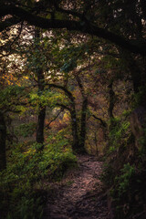 Naklejka premium Enchanted Lovely Autumn Forest in the Fall of Saarland in Germany, Europe