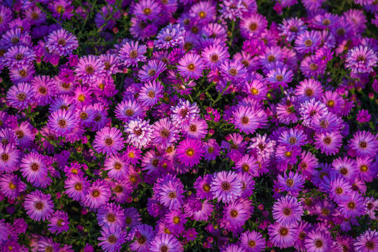 Aster amellus, sunrise light European Michaelmas daisy Purple flowers autumn Symphyotrichum novi-belgii as a border New York aster.
