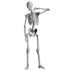 skeleton posing 3d render illustration