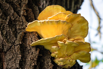 Laetíporus sulphúreus Chicken of the wood The sulfur-yellow tinder mushroom Tree Fungus.