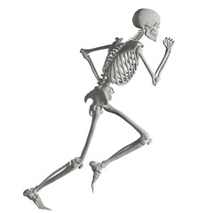 skeleton posing 3d render illustration