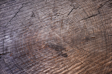 A very old olive tree stump. Age ranges of the tree can be seen on the ground. old wood texture