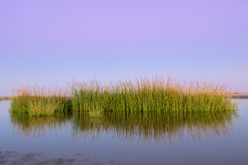Sea Oats at Sunset on Massengale Beach, St Simons Island, GA
