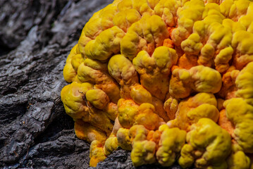 Laetíporus sulphúreus Chicken of the wood The sulfur-yellow tinder mushroom Tree Fungus.