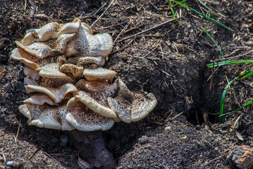 Lentinus tigrinus tiger sawgill Beautiful forest mushrooms with white cap and brown spots. Organic natural.