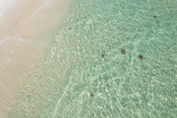 Fototapeta na wymiar Jellys in clear waters beach 