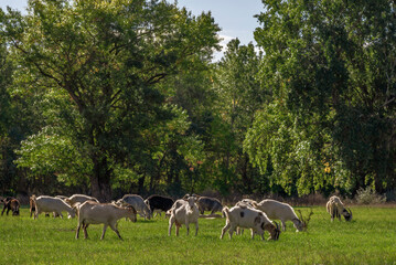 Naklejka na ściany i meble goats graze in the green grass field meadow forest background autumn summer countryside rural pasture Moldova beautiful landscape .