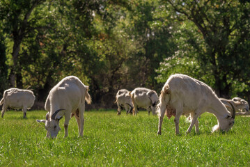Obraz na płótnie Canvas goats graze in the green grass field meadow forest background autumn summer countryside rural pasture Moldova beautiful landscape .