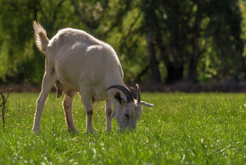 Obraz premium goats graze in the green grass field meadow forest background autumn summer countryside rural pasture Moldova beautiful landscape .