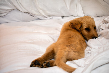 Cute Puppy on the bed with white sheets