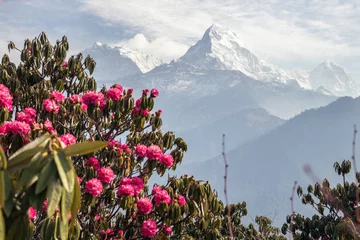 Crédence de cuisine en verre imprimé Himalaya Snow mount with flowers