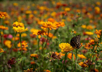 Zinnia Field and Swallowtail Butterfly