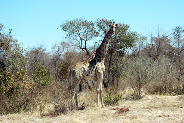 giraffe in national park