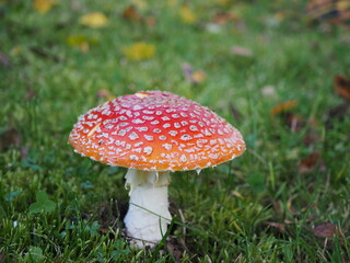 Czerwony muchomor, grzyb trujący