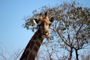 giraffe in the wild