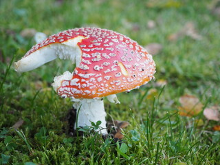 Ugryziony muchomor © EwaAF