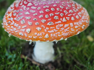 Czerwony muchomor, grzyb trujący