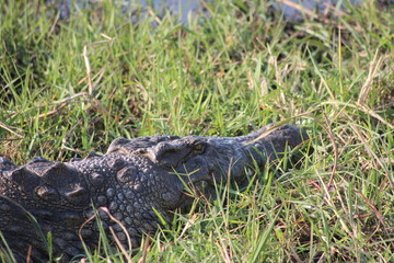 crocodile in the grass