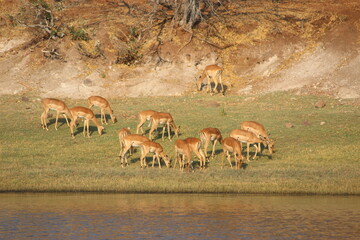 impala
