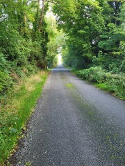 Obraz premium road in the forest