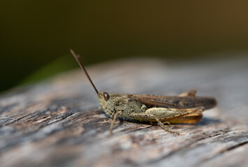 A male cricket sits on dry wood, against a green background in nature. The grasshopper has compound eyes.