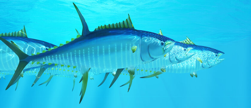 Open Ocean Yellowfin Tuna - A school of Yellowfin tuna hunt for prey in the deep ocean.