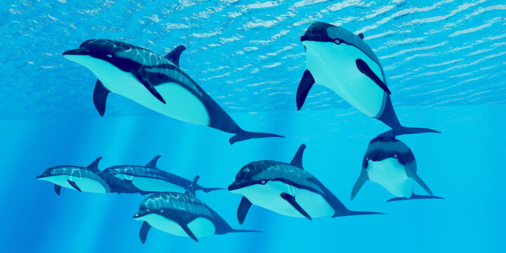 Striped Dolphins - Striped dolphins live in a group called pods and forage the ocean for fish prey.