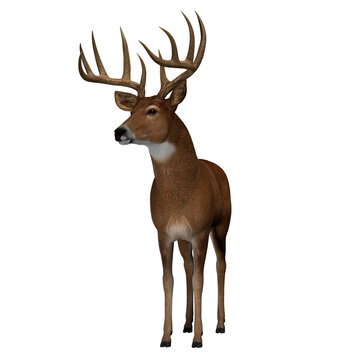 Whitetail Deer Buck - The herbivorous White-tailed deer lives in North and South America and is an abundant species.