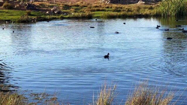 Partridge birds and ducks swimming on a lake