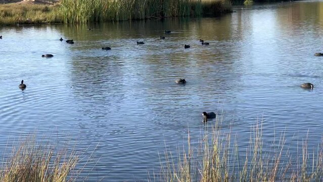 Partridge birds and ducks swimming on a lake
