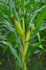 Corn plants in the garden.
