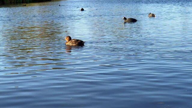Partridge birds and ducks swimming on a lake