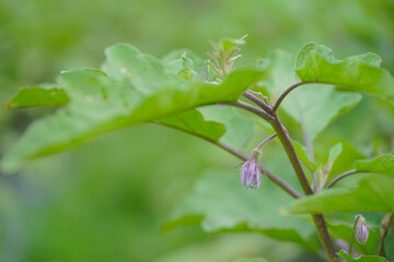 Selective focus of flowers in eggplant plant.