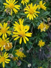 bee on a yellow flower in the garden