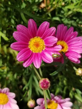 pink flower in the garden with an insect
