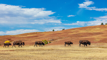 Fototapeta na wymiar South Dakota-Custer State Park-Buffalo herd