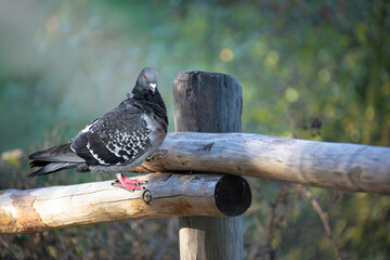 Portrait of a pigeon, sitting on a fence. It belongs to the group, order of pigeon birds.